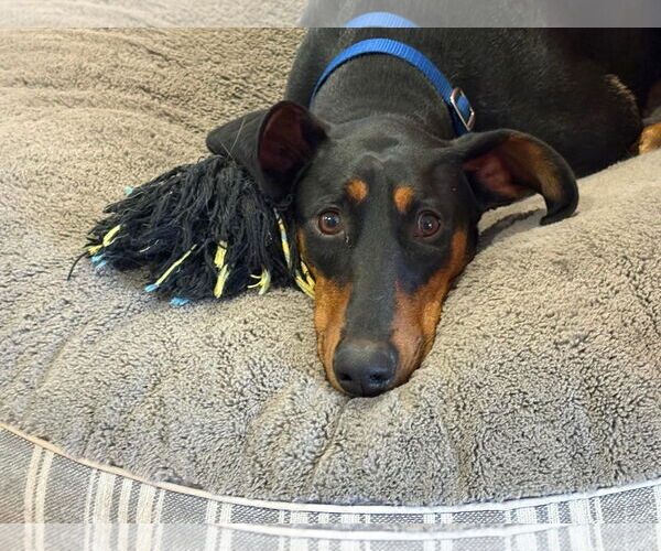 Medium Photo #4 Doberman Pinscher-Unknown Mix Puppy For Sale in Pittsburg, CA, USA