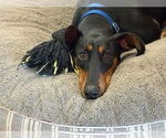 Small #3 Doberman Pinscher Mix