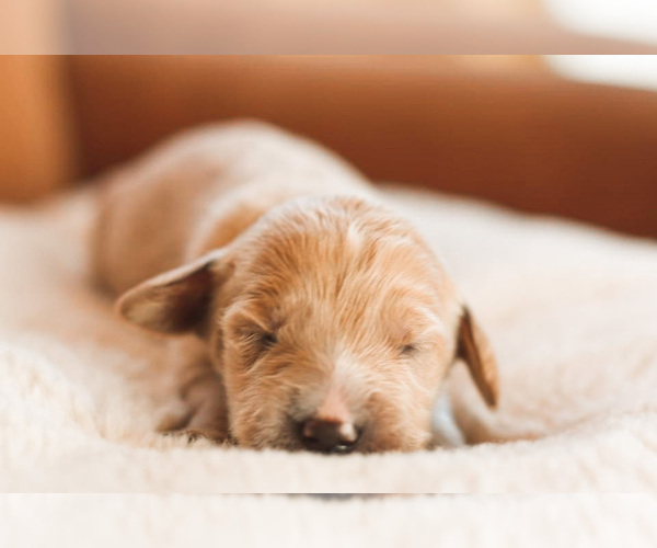 Medium Photo #1 Goldendoodle Puppy For Sale in HUDSONVILLE, MI, USA