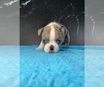 Small #12 Boston Terrier