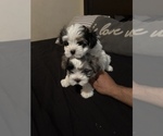 Small Photo #15 Morkie Puppy For Sale in CHICAGO, IL, USA