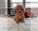 Small Photo #2 Cockapoo Puppy For Sale in INDIANAPOLIS, IN, USA