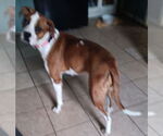 Small #5 Boxer Mix