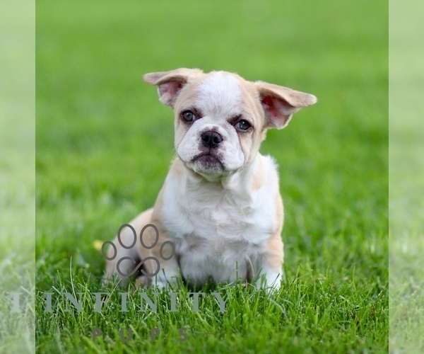 Medium Photo #2 French Bulldog Puppy For Sale in RONKS, PA, USA
