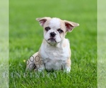 Small #1 French Bulldog