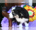 Small Photo #14 Miniature Australian Shepherd Puppy For Sale in SEQUIM, WA, USA