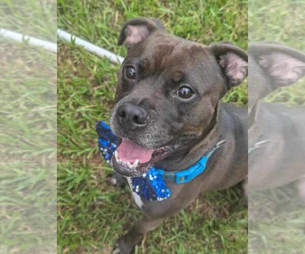 Medium Photo #3 Bullboxer Pit Puppy For Sale in Calhoun, GA, USA
