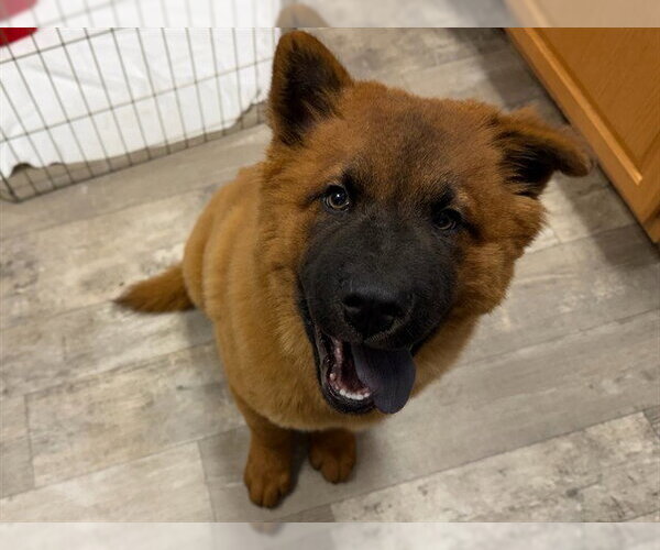 Medium Photo #1 Chow Chow-German Shepherd Dog Mix Puppy For Sale in Ames, IA, USA