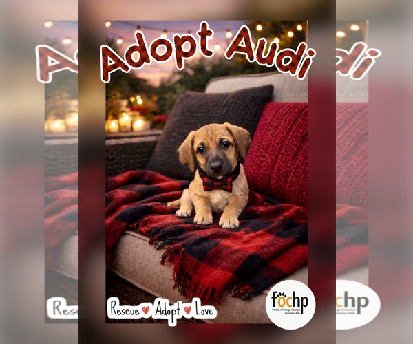 Medium Photo #1 Dachshund-Unknown Mix Puppy For Sale in Menifee, CA, USA