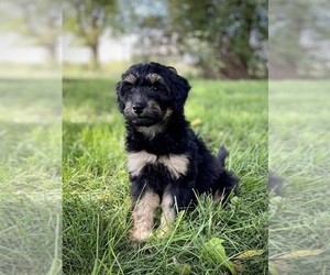 Aussiedoodle Puppy for Sale in CONWAY, Missouri USA