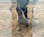 Small #4 Mutt