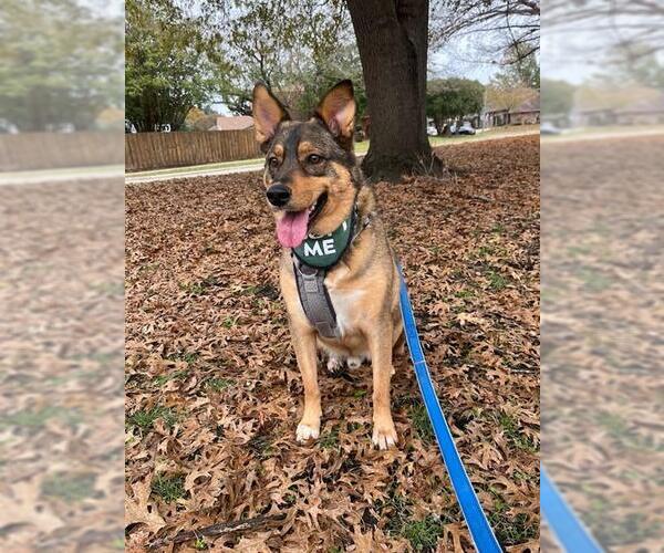 Medium Photo #2 German Shepherd Dog-Unknown Mix Puppy For Sale in Plano, TX, USA