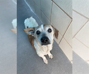 Chiweenie Dogs for adoption in Corpus Christi, TX, USA