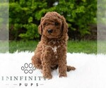 Small #5 Poodle (Miniature)