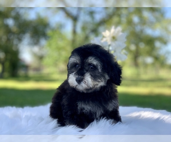 Medium Photo #13 Havanese-Poodle (Toy) Mix Puppy For Sale in HOUSTON, TX, USA