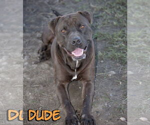 American Pit Bull Terrier-Unknown Mix Dogs for adoption in Livingston , LA, USA