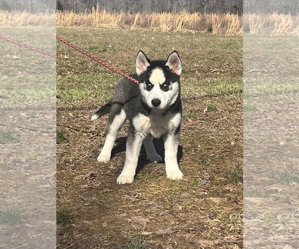 Medium Photo #3 Siberian Husky Puppy For Sale in HOPKINSVILLE/PRINCETON, KY, NH, USA