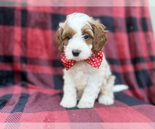 Medium Photo #2 Cavapoo (Miniature) Puppy For Sale in LAKELAND, FL, USA