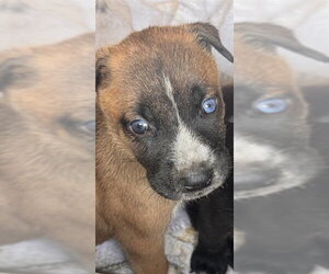 Mutt Dogs for adoption in Houston, TX, USA