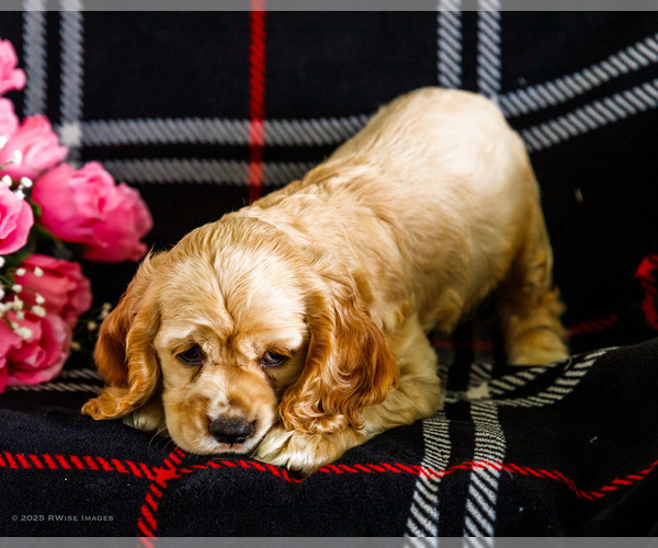 Medium Photo #3 Cocker Spaniel Puppy For Sale in WAKARUSA, IN, USA