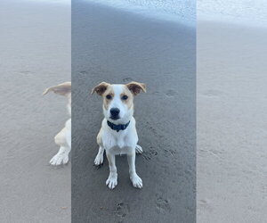 Goofy aka Skipper - Male Labrador Retriever-Unknown Mix Dog for Adoption - Photo #6