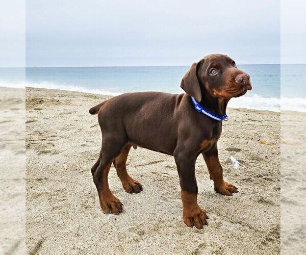 Medium Photo #55 Doberman Pinscher Puppy For Sale in FORT LAUDERDALE, FL, USA