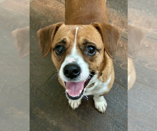 Medium Photo #10 Raggle Puppy For Sale in Springdale, PA, USA