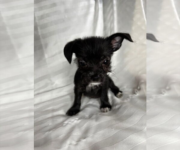 Medium Photo #2 Mutt Puppy For Sale in Gulfport, MI, USA