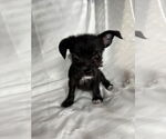 Small #1 Mutt