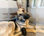 Small #1 German Shepherd Dog