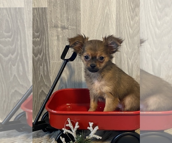 Medium Photo #3 Chihuahua Puppy For Sale in CANOGA, NY, USA