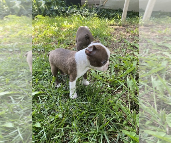 Medium Photo #4 Boston Terrier Puppy For Sale in FREDONIA, KS, USA