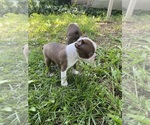 Small #3 Boston Terrier