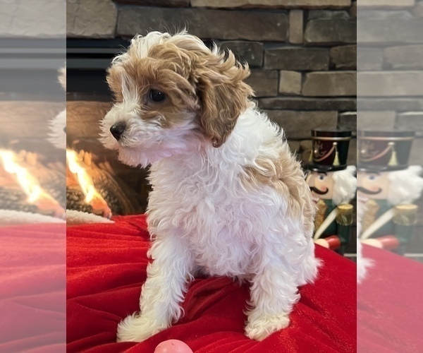 Medium Photo #9 Cavapoo Puppy For Sale in NOBLESVILLE, IN, USA
