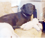 Small Photo #7 Labrador Retriever-Unknown Mix Puppy For Sale in Camden, SC, USA