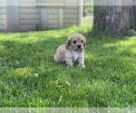 Small Photo #5 Cavapoo Puppy For Sale in CONCORD, IN, USA