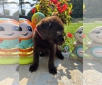 Small Photo #5 Labrador Retriever Puppy For Sale in NEOLA, WV, USA