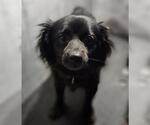 Small Cavalier King Charles Spaniel Mix