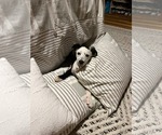 Small #1 Border Collie Mix
