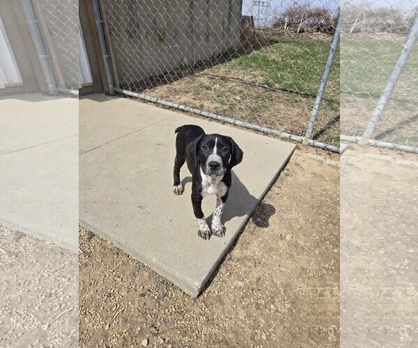 Medium Photo #1 Boxer-Unknown Mix Puppy For Sale in Maquoketa, IA, USA