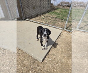 Boxer-Unknown Mix Dogs for adoption in Maquoketa, IA, USA