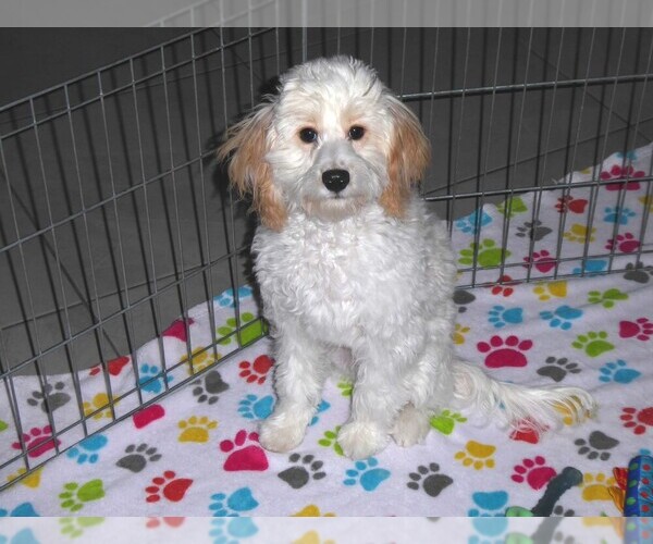 Medium Photo #1 Cavapoo-Poodle (Miniature) Mix Puppy For Sale in ORO VALLEY, AZ, USA