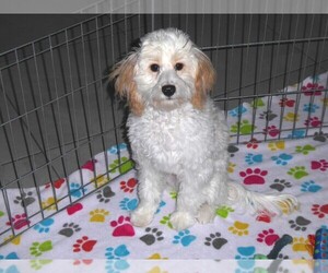 Cavapoo-Poodle (Miniature) Mix Puppy for sale in ORO VALLEY, AZ, USA
