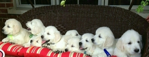 Golden Retriever Puppy for sale in Mokena, IL, USA