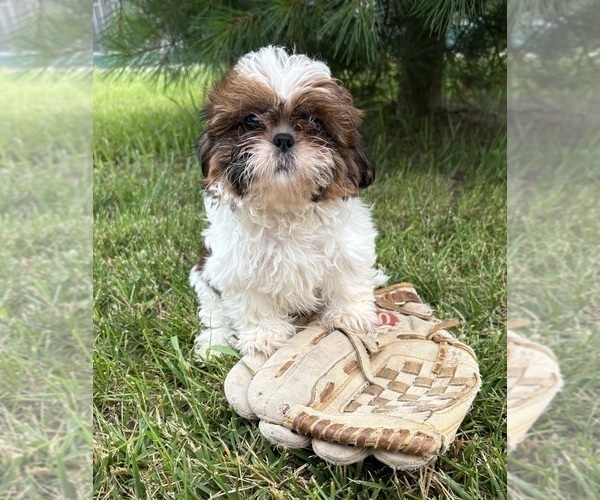 Medium Photo #3 Shih Tzu Puppy For Sale in MIDDLEBURY, IN, USA