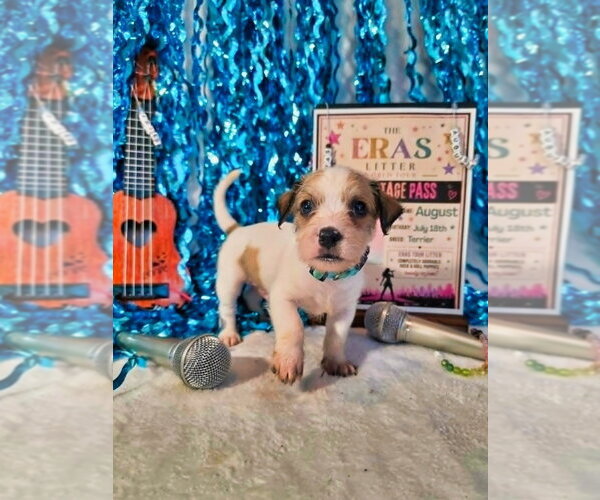 Medium Photo #3 Mutt Puppy For Sale in Raleigh, NC, USA