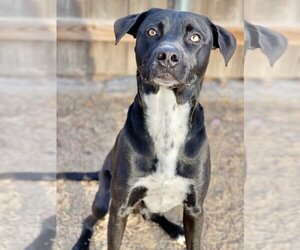 Labrador Retriever-Unknown Mix Dogs for adoption in Great Bend, KS, USA