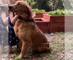 Small Photo #6 Golden Retriever Puppy For Sale in BROOKSVILLE, FL, USA