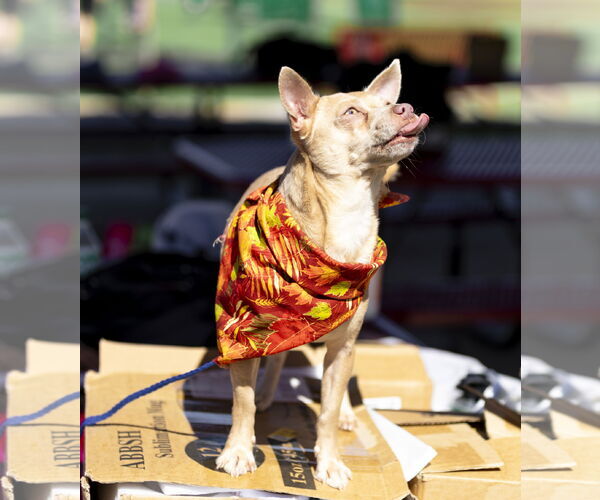 Medium Photo #8 Chihuahua Puppy For Sale in Garner, NC, USA