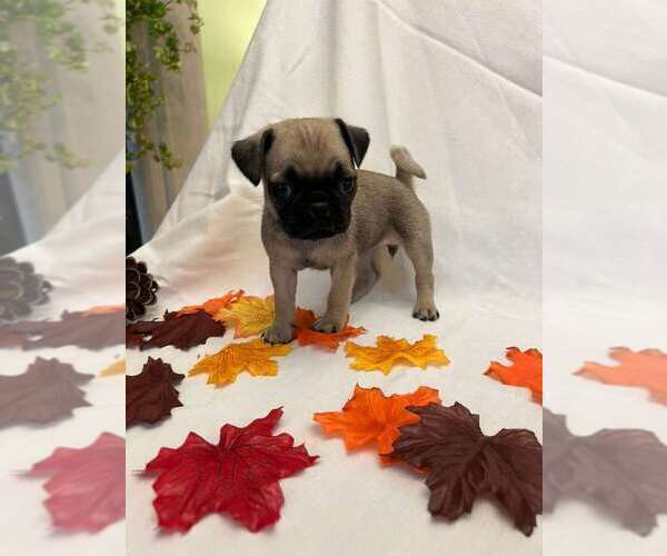 Medium Photo #14 Pug Puppy For Sale in BRIDGEWATER, VA, USA